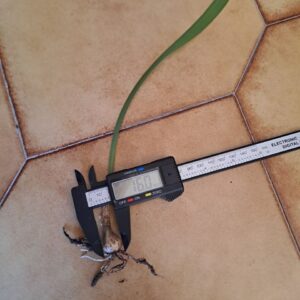 Alternative view of Hippeastrum blossfeldiae 'Sao Sebastiao - 1 bulb.