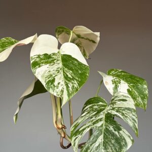 Monstera Variegated deliziosa Albo! PLANT