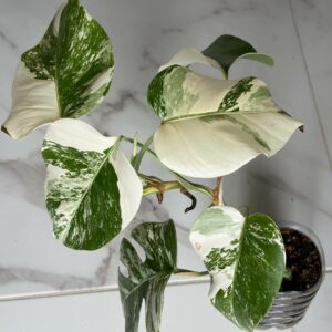 Alternative view of Monstera Variegated deliziosa Albo! PLANT