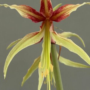 Alternative view of Hippeastrum Cybister hybrid ''C#1810-3'- 1 bulb.