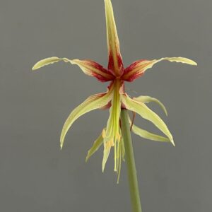 Hippeastrum Cybister hybrid ''C#1810-3'- 1 bulb.