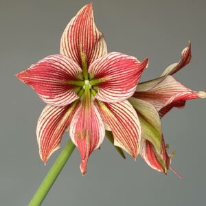 Alternative view of Hippeastrum Exotic Star x Lapacense - 5 seeds.
