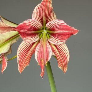 Alternative view of Hippeastrum Exotic Star X Lapacense - 5 seeds.