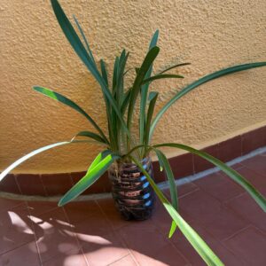 Alternative view of Hippeastrum Psittacinum 'Grota Funda' 1 bulb.