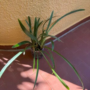 Hippeastrum Psittacinum 'Grota Funda' 1 bulb.