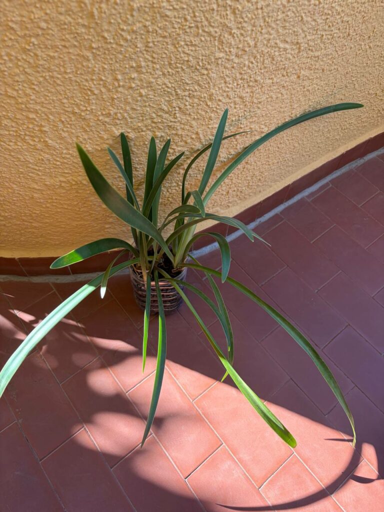 Hippeastrum Psittacinum 'Grota Funda' 1 bulb.