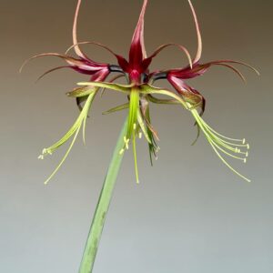 Alternative view of Hippeastrum APH-4 X cybister- 5 seeds.