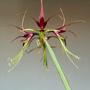 Hippeastrum  CTF x cybister - 10 seeds.