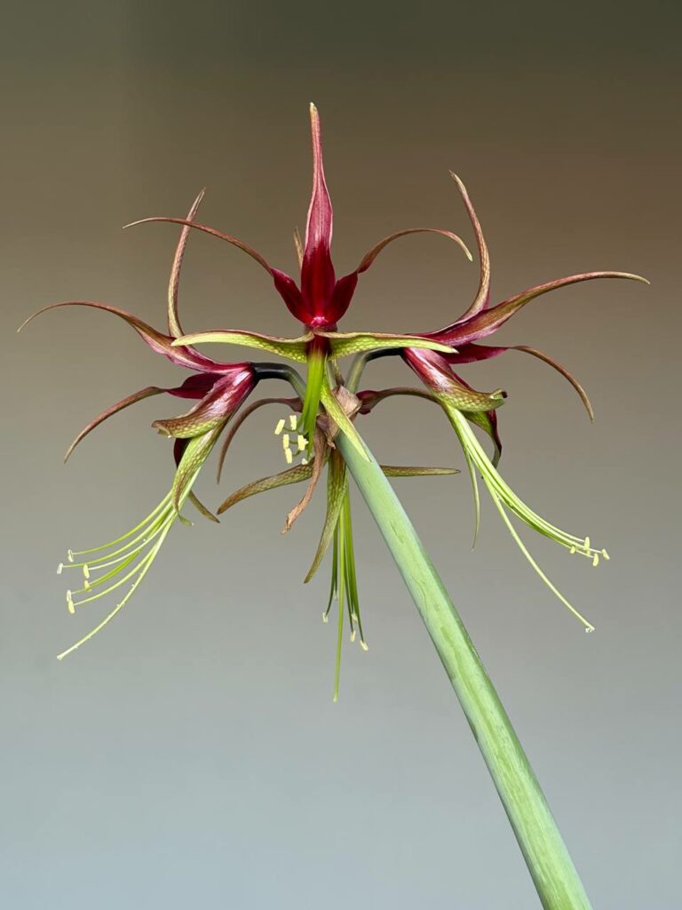 Hippeastrum  CTF x cybister - 10 seeds.