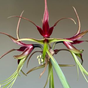 Alternative view of Hippeastrum Cybister Sp. X Lapacense -10 seeds.