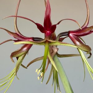 Alternative view of Hippeastrum ESS X Cybister 10 seeds.