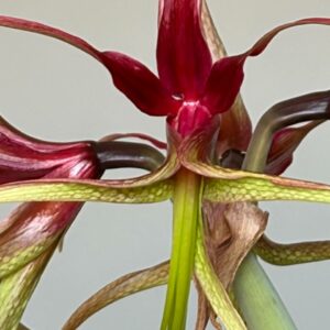Hippeastrum ESS X Cybister 10 seeds.