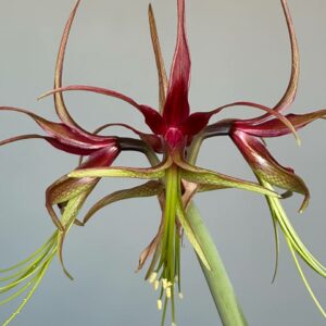 Alternative view of Hippeastrum cybister 1 bulb, 3,9cm in diameter. Rare species.