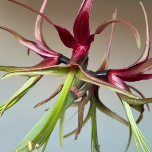 Alternative view of Hippeastrum Cybister 1 bulb, 2cm in diameter. Rare species.