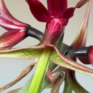 Alternative view of Hippeastrum Cybister X Leucopardinum 8 seeds.
