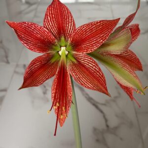 Hippeastrum Cybister Sp. X Lapacense -10 seeds.