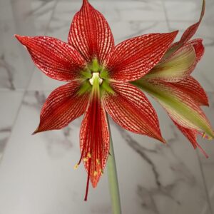 Hippeastrum Exotic Star X Lapacense - 5 seeds.