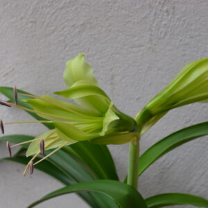 Alternative view of Hippeastrum calyptratum -1 bulb, Brazil about 2,4cm in diameter