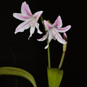 Eithea blumenavia 1 Bulb, Offset about 1cm.