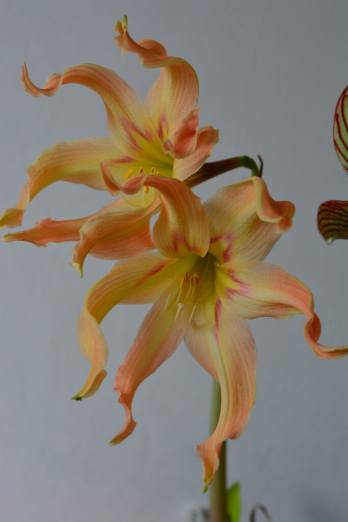 Hippeastrum evansiarum 1 Bulb, Offset 1,4cm In Diameter. Species.