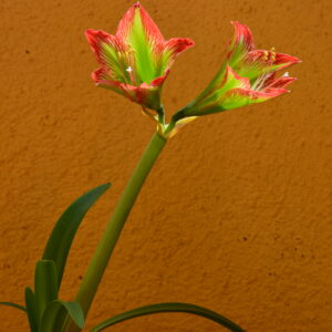 Hippeastrum glaucescens 1 bulb, 2cm in diameter.