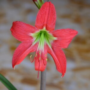 Alternative view of Hippeastrum Sant Antonio Rose - 1 bulb.