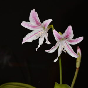 Alternative view of Eithea blumenavia 1 Bulb, Offset about 1cm.