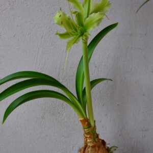 Hippeastrum calyptratum -1 bulb, Brazil about 2,4cm in diameter