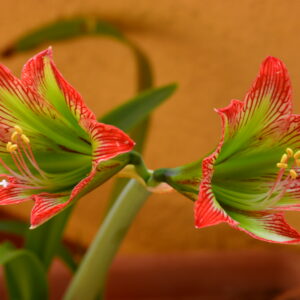 Alternative view of Hippeastrum glaucescens 1 bulb, 2cm in diameter.