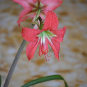 Hippeastrum Sant Antonio Rose - 1 bulb.