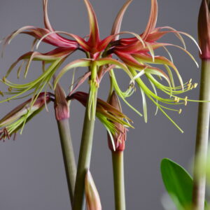 Hippeastrum Tarantula x Chico - 10 seeds.
