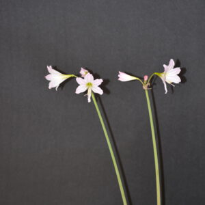 Alternative view of Hippeastrum Idimae Ex. Cardoso Moreira 1 Bulb.