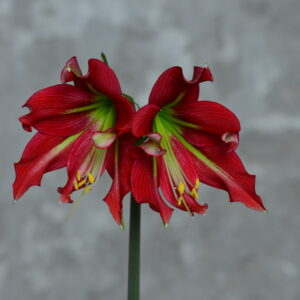 Hippeastrum Machipijense Hyb. X Cybister 10 seeds.