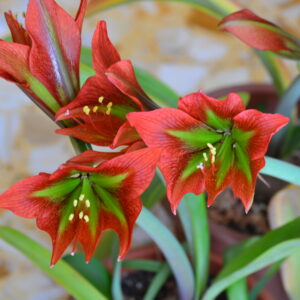 Alternative view of Hippeastrum teyucuarense 1 bulb, 1 cm in diameter.
