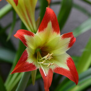 Alternative view of Hippeastrum aulicum x nelsonii - 10 seeds.