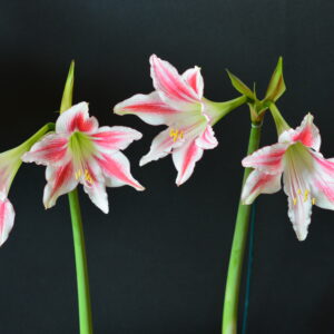 Hippeastrum tweedianum 1 bulb, 3cm in diameter.
