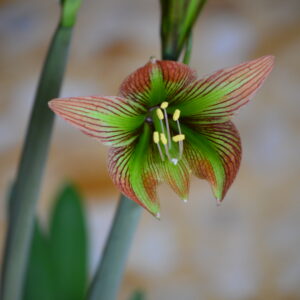 Alternative view of Hippeastrum iguazuanum 1 bulb  about 2 cm in diameter.