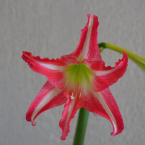 Alternative view of Hippeastrum 'Tennyo No Mai' Variegated - 1 bulb.