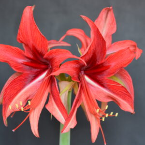 Hippeastrum cybister Bogota x self - 10 seeds.