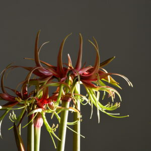 Hippeastrum Chico x Pardinum -10 seeds.