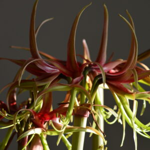 Alternative view of Hippeastrum Chico x CM - 10 seeds.
