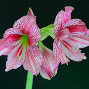 Hippeastrum Twinkle Star x Autumn Rose Lady Variegated - 10 seeds.