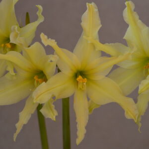 Alternative view of Hippeastrum Evansiae 1 bulb, 2cm in diam. Rare. Evansiarum.