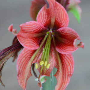 Hippeastrum MHn1  x RDSn5 - 10 seeds.