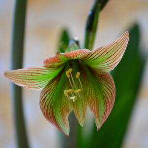 Hippeastrum iguazuanum 1 bulb  about 2 cm in diameter.