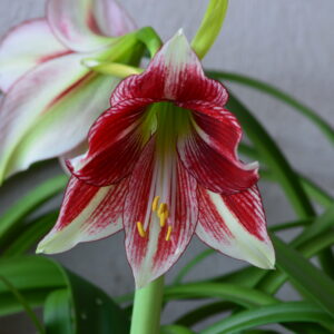 Alternative view of Hippeastrum LPn1 x Dragon - 10 seeds.