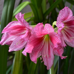 Alternative view of Hippeastrum Twinkle Star x Autumn Rose Lady Variegated - 10 seeds.