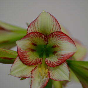 Hippeastrum Ratatouille X Tennyo No May Variegated - 10 seeds