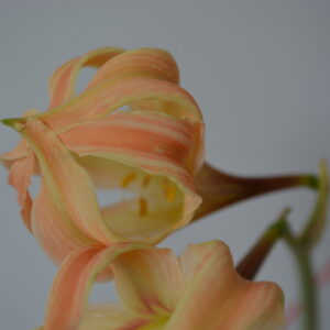Hippeastrum Pardinum X Evansiarum 1 bulb.