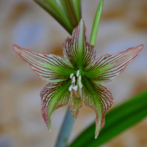 Hippeastrum  iguazuanum - 1bulb.